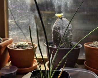 Joshua Tree (Yucca Brevifoli) seedling. 4" plant