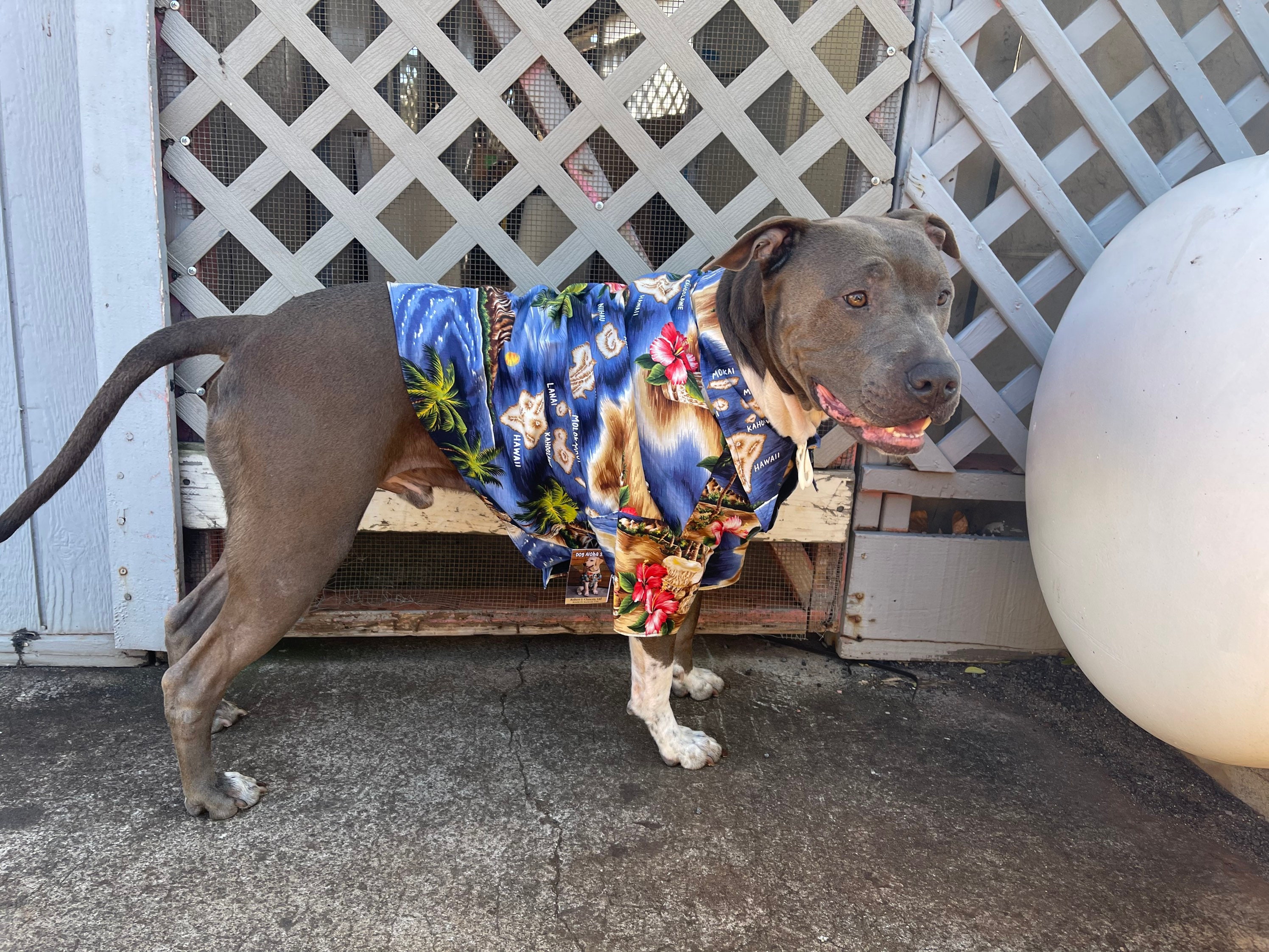 Hawaiian Shirt For Dogs