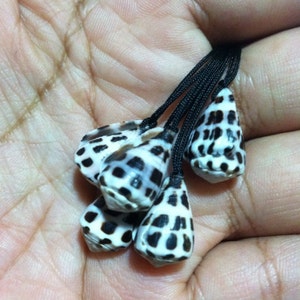 Tiny black and white hebrew cone shell necklace.