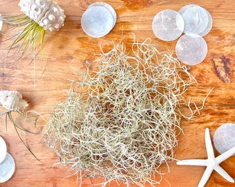 Live Florida Spanish Moss | Freshly Harvested | Natural Decor, Events, Terrariums & Styling (PRICE PER GALLON)