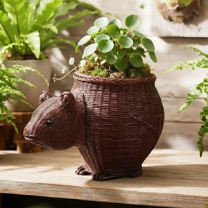 May include: A dark brown woven wicker planter shaped like a bear, featuring a rounded body, a protruding head with small ears, and short feet. The planter holds a small green plant with round leaves nestled in moss, creating a textured appearance.