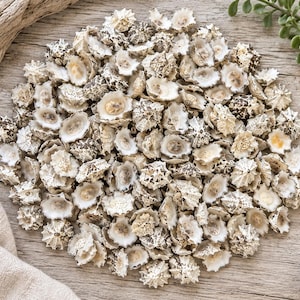 May include: A large collection of small, textured sea shells with a mottled brown and white exterior and a smooth, cream-colored interior. The shells are arranged in a dense, circular cluster, showcasing their jagged, star-like edges and natural patterns.