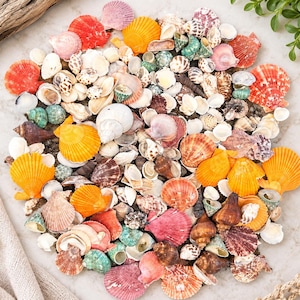 May include: A large collection of assorted seashells in various shapes, sizes, and colors including bright orange, pink, red, brown, and white. The shells feature diverse textures, ridges, and patterns, ranging from fan-shaped scallops to spiral conch shells.