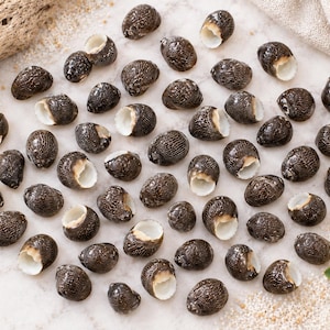 May include: A collection of small, dark brown sea snail shells with textured, ridged surfaces and smooth, white, circular openings. The shells are arranged in a loose cluster, displaying their rounded, spiral shapes and contrasting interiors.
