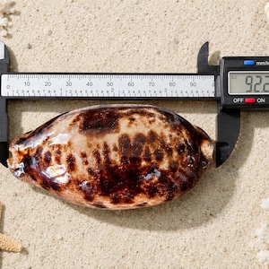 May include: A glossy, oval-shaped cowrie shell with a mottled dark brown and tan pattern. The shell is positioned between the jaws of a black digital caliper, which displays a measurement of 92.2 mm on its clear digital screen.