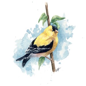 Watercolor Goldfinch Original Art Print - Etsy