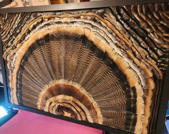 Wild Turkey Feather Fan Art Picture Frame 32x20