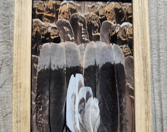 Dusky Grouse Feather Art Picture Frame 6x4