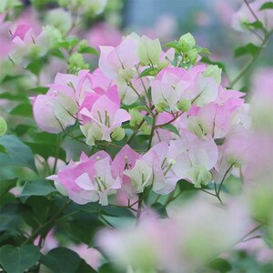 25pcs/pack，Bougainvillea Flowers Seeds Bougainvillea Seeds SBF007
