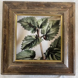 Peut inclure: Une décoration murale carrée présentant une illustration botanique de feuilles vertes sur fond blanc, encadrée dans un cadre en bois brun vieilli avec une fine bordure intérieure dorée. L'œuvre montre un feuillage détaillé aux bords dentelés.