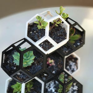 May include: Geometric terrarium planters in black and white, filled with soil and small succulents. The hexagonal shapes are stacked, creating a modern, decorative display for small plants. The plants have green and pink leaves.