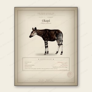 Okapi Print | Vintage Naturalist Wildlife Art | Endangered Species Wall Art | The Wild Atlas Co.