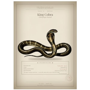 Königskobra-Poster, Python, Schlangenkunst, Wanddeko, Viper, Reptil, Wohndeko, Reptilienkunst, Wildtierkunst, Tierkunst für die Wand, Dark Academia