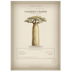 グランディディエのバオバブポスター、バオバブの壁掛けアート、植物の壁掛けアート、植物画、植物画プリント