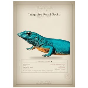 Turquoise Dwarf Gecko Poster, Gecko Wall Art, Reptile, Animal Art Print, Reptile Art, Wildlife Art, Wall Decor, Dark Academia
