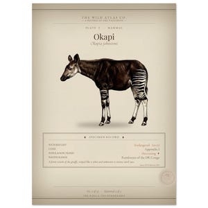 Okapi Poster | Vintage Naturalist Wildlife Art | Endangered Species Wall Art | The Wild Atlas Co.