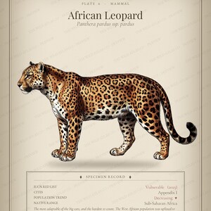 Lámina decorativa imprimible de leopardo africano, descarga digital instantánea, póster vintage de animales de historia natural, decoración estilo academia oscura, regalo estilo cottagecore.