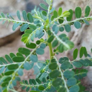 Può includere: Primo piano di una pianta verde con piccole foglie ovali. Le foglie sono di un verde vibrante, alcune mostrano un accenno di blu. Il fusto della pianta è verde chiaro e lo sfondo è sfocato.