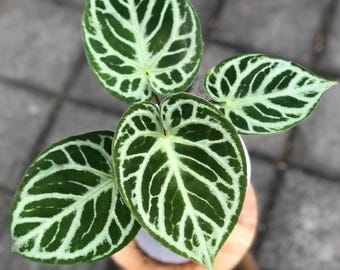 Anthurium Dorayaki Silver Live Plant – Exotisk sammetsbladsaroid – Tropisk krukväxt