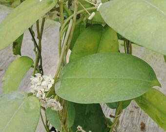 Hoya Magnifica - Sällsynt tropisk Hoya - Blommande storlek Hoya