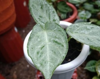 Anthurium Silver Chrome - Pianta tropicale da interno