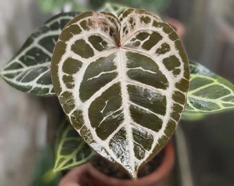 Anthurium spader kung X röd kristall Levande växt – Exotisk sammetsblad Aroid – Tropisk krukväxt – Samlarkrukväxt – Rotad växt