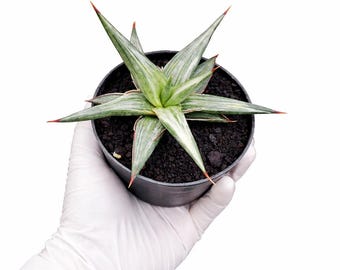 Sansevieria abre toda la noche