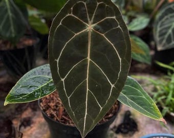 Anthurium Forgetii levande växt – Exotisk sammetsbladsaroid – Tropisk krukväxt – Rotad växt