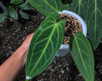 Anthurium drak mama Levande växt – Exotisk sammetsblads-Aroid – Tropisk krukväxt – Samlarkrukväxt – Rotad växt