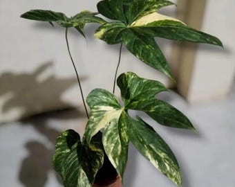 Anthurium Pedatoradiatum Brokig levande växt – Tropisk krukväxt – Samlarkrukväxt – Rotad växt