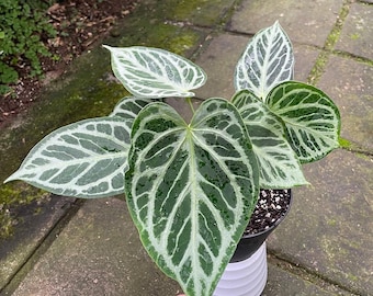 Anthurium silverfjärilsväxt – Exotisk sammetsbladsaroid – Tropisk krukväxt – Samlarkrukväxt