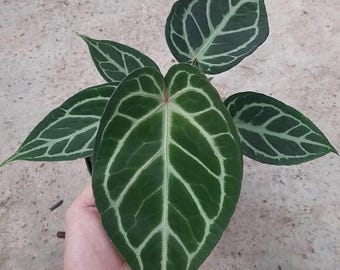 Anthurium Crystallinum Brokig levande växt – Exotisk sammetsblad Aroid – Rotad växt