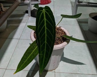 Anthurium Warocqueanum levande växt – Exotisk sammetsblads-Aroid – Tropisk krukväxt – Rotad växt