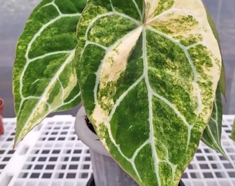 Sällsynt Anthurium Crystallinum Brokig levande växt – Exotisk sammetsbladsaroid – Tropisk krukväxt – Samlarkrukväxt