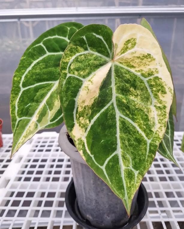 Anthurium variegated - Etsy 日本
