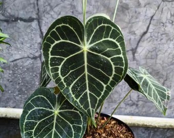 Anthurium Clarynervium – Exotisk sammetsbladsväxt – Tropisk krukväxt – Samlarkrukväxt – Rotad växt