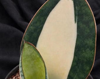 Sansevieria Masoniana Mediopicta brokig