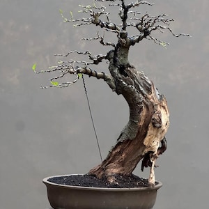 Puede incluir: Un bonsái maduro con un tronco nudoso y desgastado y ramas meticulosamente formadas. El árbol está plantado en una maceta de cerámica marrón llena de tierra oscura. Las ramas están alambradas y se ven algunas hojas verdes pequeñas.