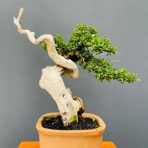 Tanuki Bonsai Tree - Etsy