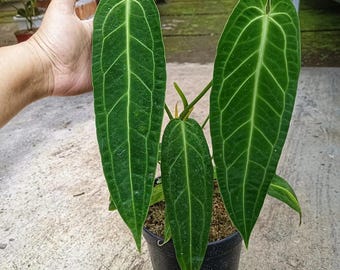 Anthurium Warocqueanum levande växt – tropisk krukväxt – samlarkrukväxt – rotad växt