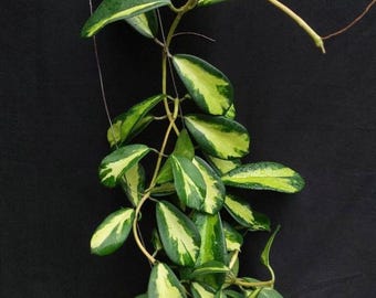 Hoya Diversifolia Maharani - Rare Tropical Hoya - the plants are flowering