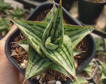 Sansevieria kaisar, planta rara