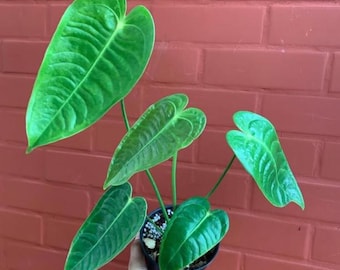 Sällsynt anthurium Anthurium Veitchii levande växt – Exotisk sammetsbladsaroid – Tropisk krukväxt – Samlarkrukväxt – Rotad växt