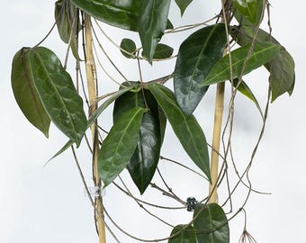 Hoya Piestolepis levande växt - sällsynt tropisk hoya - blommande storlek Hoya