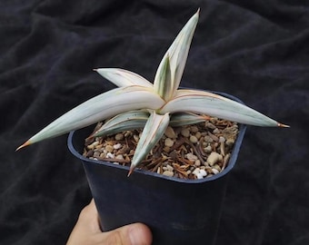 Agave Bella Platinum