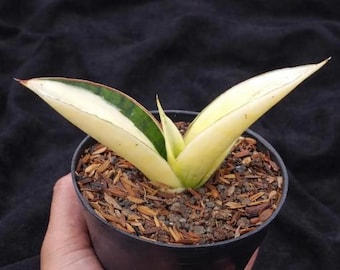 Sansevieria Marshanda Albo Variegated