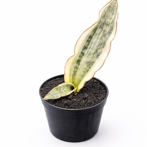 Pode incluir: Uma planta Sansevieria em vaso, também conhecida como planta-cobra, com uma única folha grande e variegada. A folha é verde e creme com uma borda marrom avermelhada. A planta está em um vaso de plástico preto.