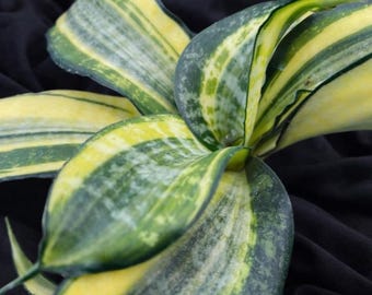 Sansevieria Golden Wendys Variegated