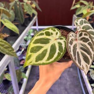 Anthurium Red Crystallinum X Dorayaki Live Plant – Exotic Velvet Leaf Aroid – Tropical Indoor Plant – Collector Houseplant – Rooted Plant”