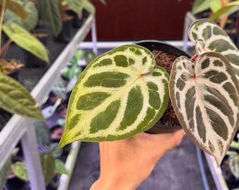 Anthurium Red Crystallinum X Dorayaki levande växt – Exotisk sammetsbladsaroid – Tropisk krukväxt – Samlarkrukväxt – Rotad växt